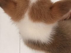 -1013 PET SHOP 宠物商店(近铁城市广场店)