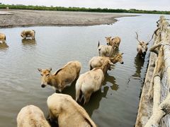 -宁波杭州湾国家湿地公园