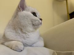 -瑞派宠物医院·犬猫全科·猫友好(宾水西道店)