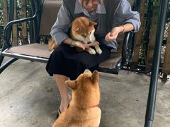-柴犬高等学院·狗咖·柴犬售卖·宠物训练