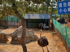 -西霞口神雕山野生动物世界