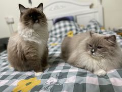 -佳雯宠物医院(四明中路分院)