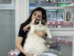 -青奢宠物·青奢猫舍