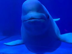 -多彩贵州城极地海洋世界