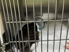 -瑞鹏宠物医院·宠保定点·心脏科·内科(御桥分院)