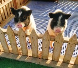 -萌宠亲子动物乐园(槐房万达店)