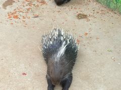 -石家庄市动物园