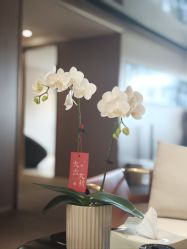 -上海华美医疗美容医院