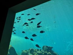 -海棠湾洲际-涛·海底餐厅·美人鱼·自助餐·海底隧道