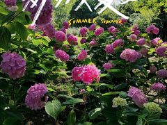 -上海滨江森林公园