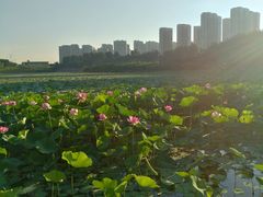 -丁香湖公园