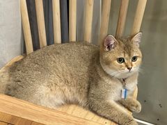 -楼上猫咖(罗湖店)