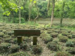 -中国茶叶博物馆(双峰馆区)