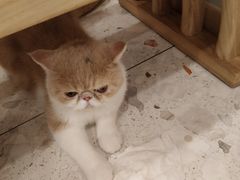 -飞行喵MR PILOT|猫舍·猫咖(静安大融城店)