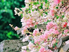 -深圳国际园林花卉博览园