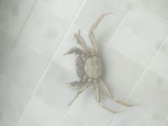 -老炉家木炭烤肉(长江国际店)