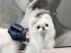 -美联众合动物医院·24h转诊中心