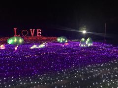 -杭州湾海上花田景区