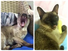 -纳吉亚猫专科动物诊疗中心(蒋宅口分院)