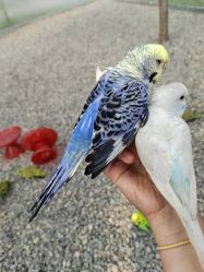 点击看大图 -萌宠亲子动物乐园(槐房万达店)