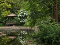 -上海共青森林公园