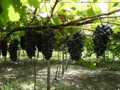 iphone_upload_pic-成都美盈都市现代农业示范园