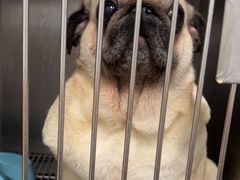 -瑞派康怡24h宠物医院·犬猫医疗中心·微创绝育(瑞景分院)