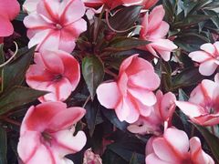 -印巷里主题餐厅(马鞍山店)