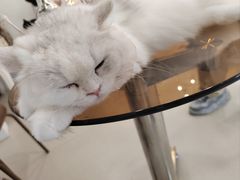 -共舞时光猫咖·狗咖(新街口店)