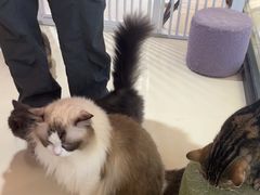 -三花喵·撸猫购宠·宠物生活馆(虹桥南丰城店)