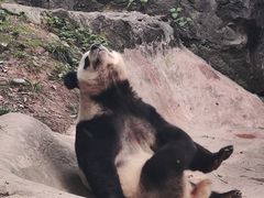 -都江堰中华大熊猫苑