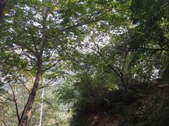 -大岭沟猕猴桃谷风景区