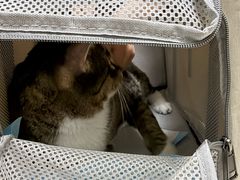 -谐和益家动物医院·免疫绝育·血液透析·宠保定点医院(高新伊藤分院)