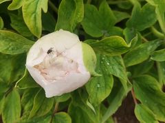 -陕西省西安植物园