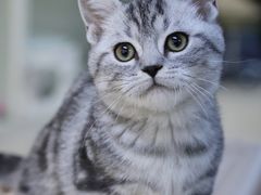 -lincat·猫舍(广州店)