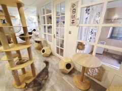 -楼上猫咖(罗湖店)