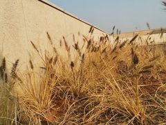 -盘龙城国家考古遗址公园