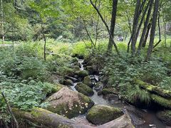 -五营红松林海景区