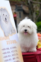 -琥珀婚礼策划AMBER WEDDING