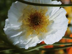 -名花谷生态庄园