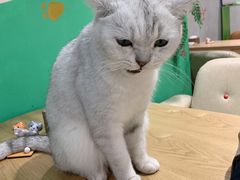 -藏猫猫咖啡主题馆(中央大道店)