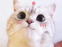 -思阁炭香火锅(学伟鑫城总店)