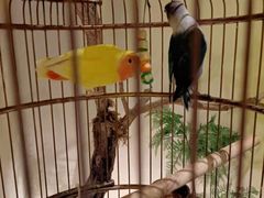 -小厨娘淮扬菜(六合欢乐港店)