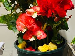 -龙大花卉苗木市场