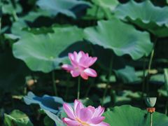 -荷塘月色湿地公园·向阳花洲