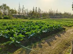 -前小桔亲子创意农场·草莓采摘·露营烧烤