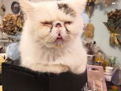 -平行世界·猫咖(首经贸店)