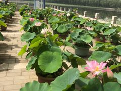 -莲花池公园