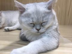 -屋虎猫馆(宝安大仟里店)
