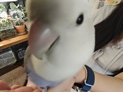 -吉丁鸟咖·异宠·寄养